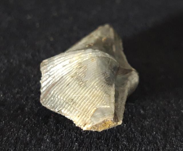 Cyrtospirifer verneuili (MURCHISON 1840) - Bild © FossNet FossilienStore